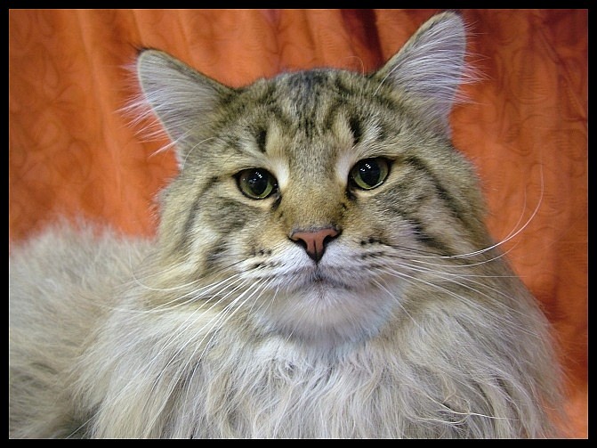 mainecoon