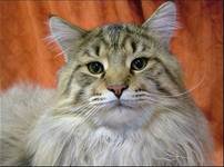 mainecoon