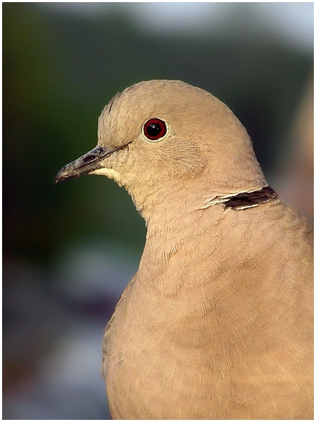 Streptopelia Decaocto