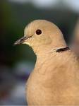 Streptopelia Decaocto