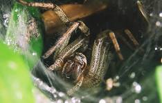 Lejkowiec labiryntowiec - (Agelena labyrinthica)