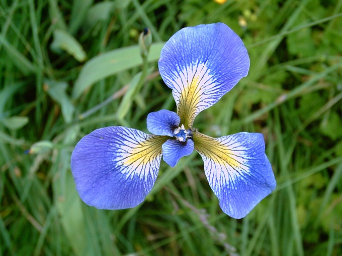 Blue Flag Iris