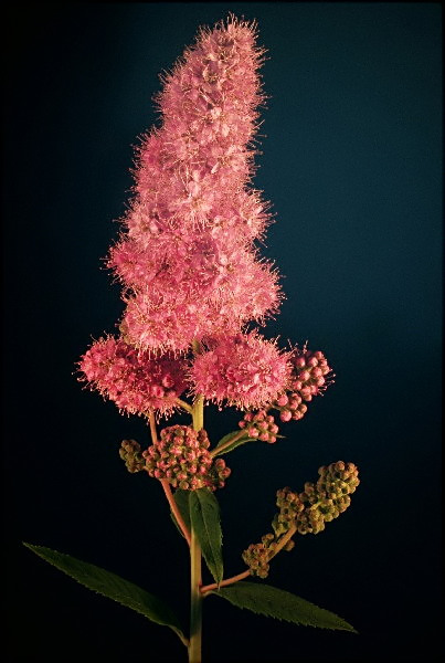 29-SPIRAEA BILLARDII  tawuła billarda