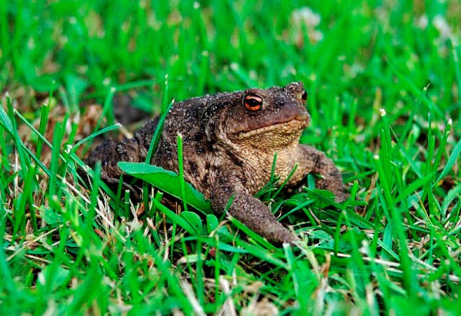 Wcale nie jestem taka szara ....  (Bufo bufo)