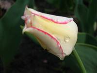 tulipan