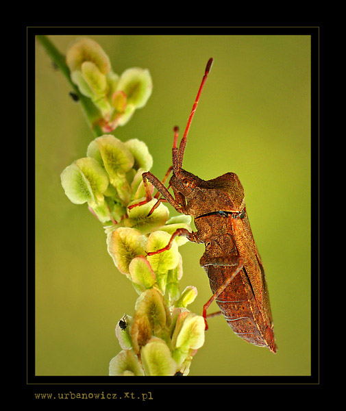 Wtyk straszyk (Coreus marginatus)