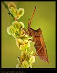 Wtyk straszyk (Coreus marginatus)