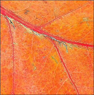 red leaf