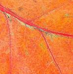 red leaf