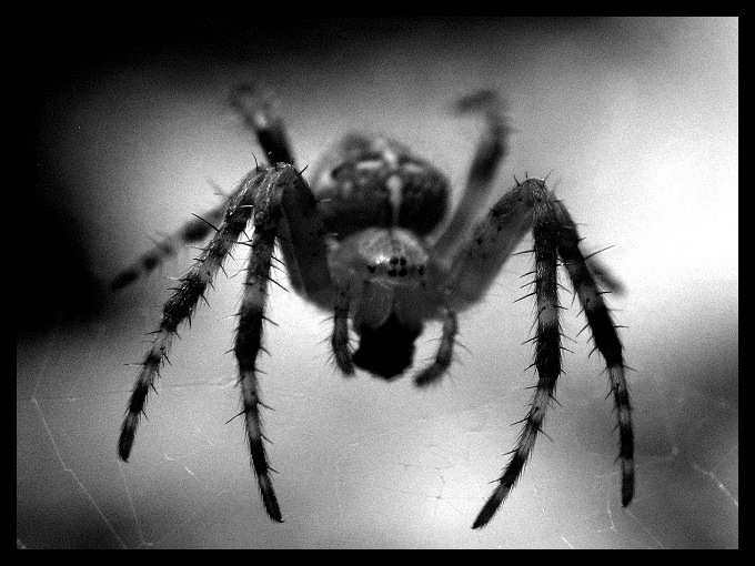 Araneus diadematus