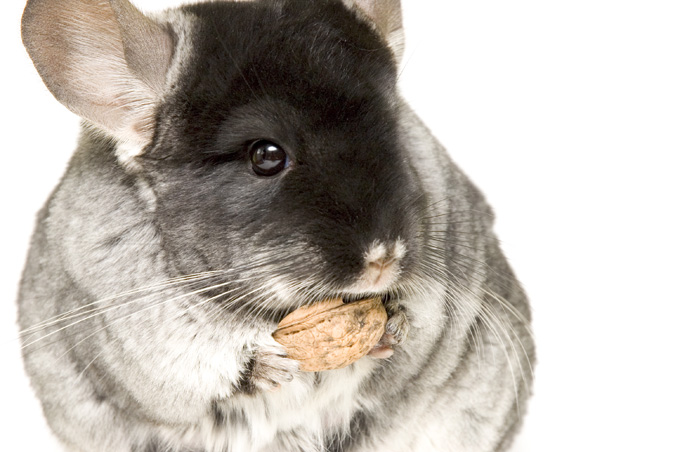 Chinchilla 3