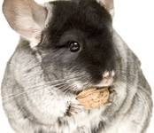 Chinchilla 3