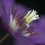 Clematis alpina (powojnik alpejski)