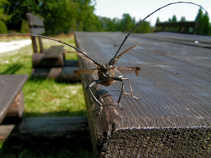 Zerdzianka krawiec (Monochamus sartor)