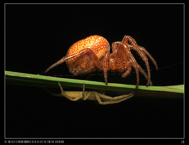 Araneus alsine (Krzyżak pomarańczowy) - /u góry/ Tibelus Oblongus /na dole/