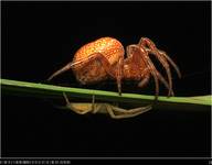 Araneus alsine (Krzyżak pomarańczowy) - /u góry/ Tibelus Oblongus /na dole/