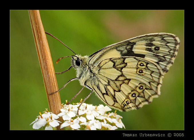 Polnica szachowniczka (Melanargia galathea)