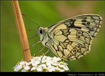 Polnica szachowniczka (Melanargia galathea)