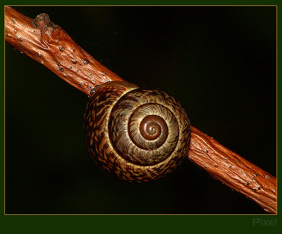 Zakręcona natura