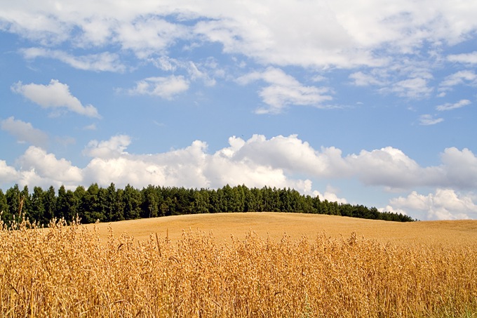 Krajobraz polski