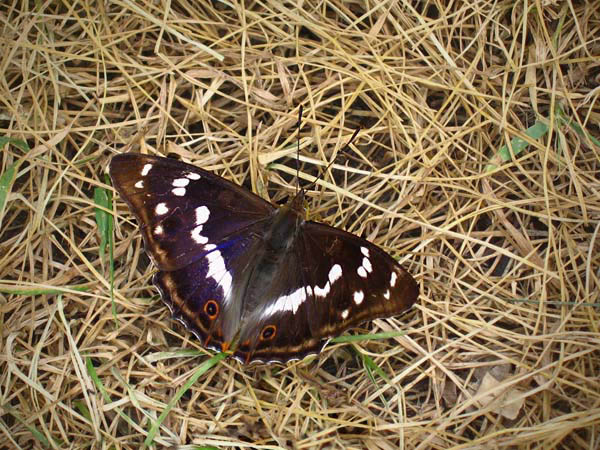 Purple Emperor