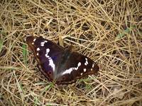 Purple Emperor