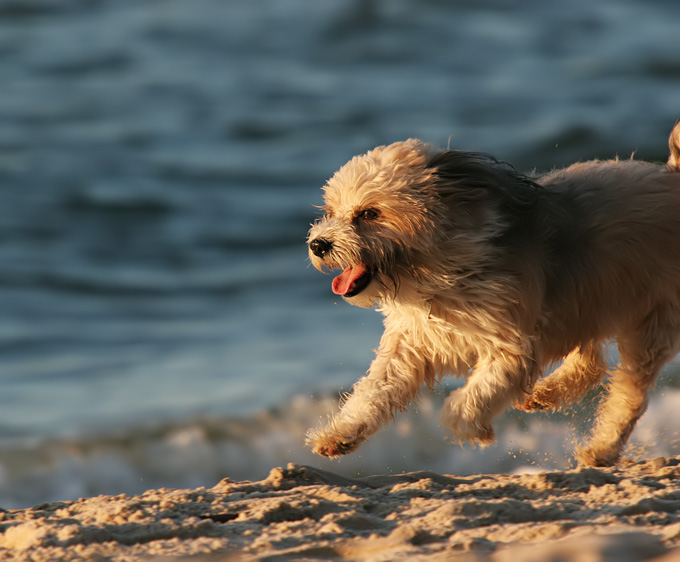 BAYWATCH