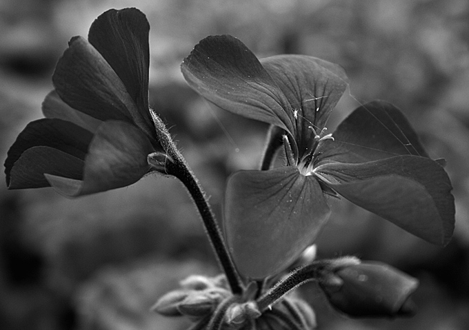 ...mourning flower...