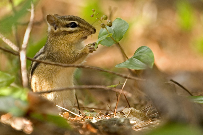 Chipmunk