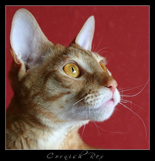 Cornish rex