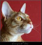 Cornish rex