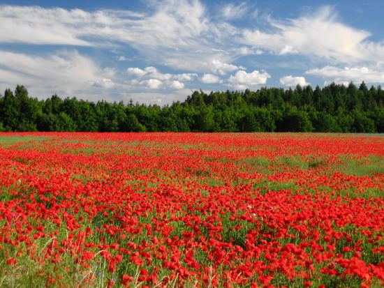 Pejzaż polski