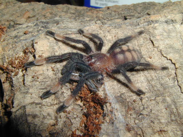 Psalmopeus irminia