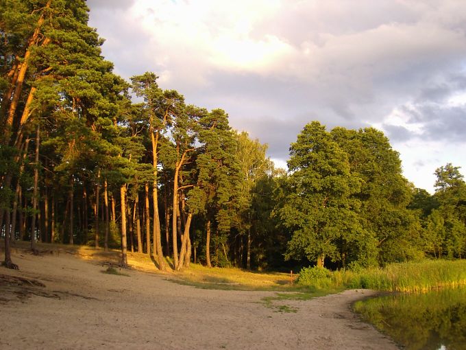 Słońce zawitało do lasu