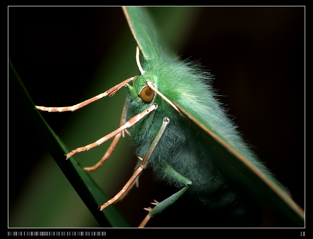 Miernik Zieleniak (Geometra papilionaria)