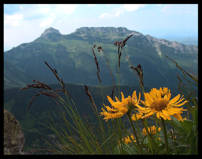 ano giewont. i arnika górska :)