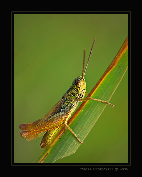 Skoczek zielony (Omocestus viridulus)