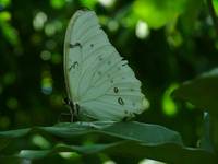 &#039white morpho&#039 o zmierzchu...