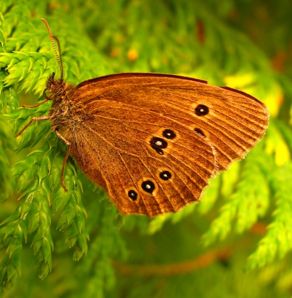 Przestrojnik trawnik - Aphantopus hyperanthus