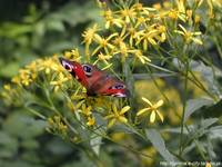 Motyl