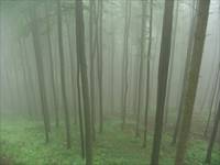 Misty Forest