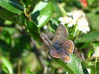 Sooty Copper