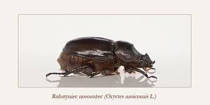 Rohatyniec nosorożec (Oryctes nasicornis L.)