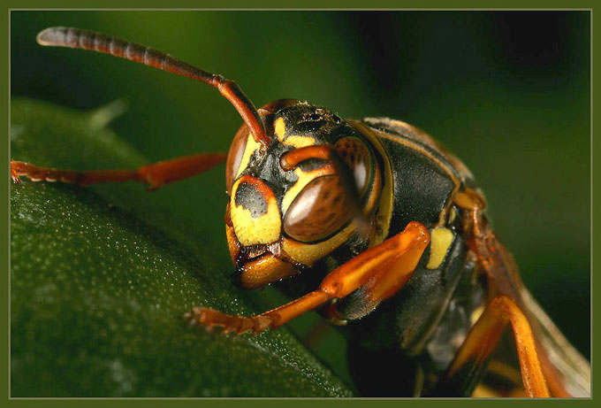 wasp