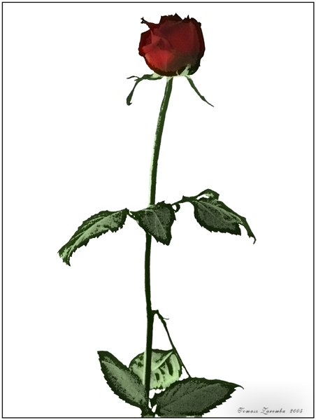 róża