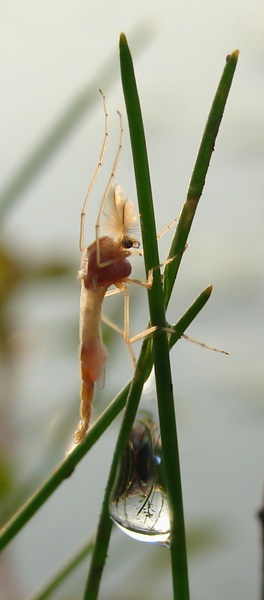 Cuda o poranku