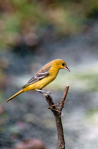 Orchard Oriole