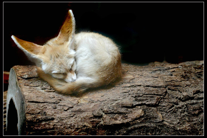 Fenek (Fennecus zerda)