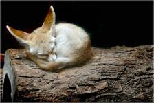 Fenek (Fennecus zerda)