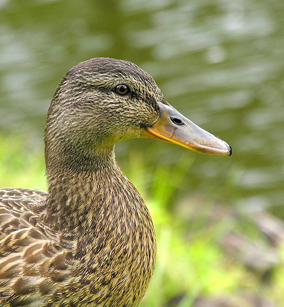 Portret krzyżówki